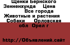 Щенки Бернского Зенненхунда  › Цена ­ 40 000 - Все города Животные и растения » Собаки   . Орловская обл.,Орел г.